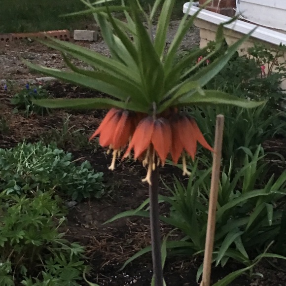 Hi welcome to Pam’s Preloved - Picture 4 of 7